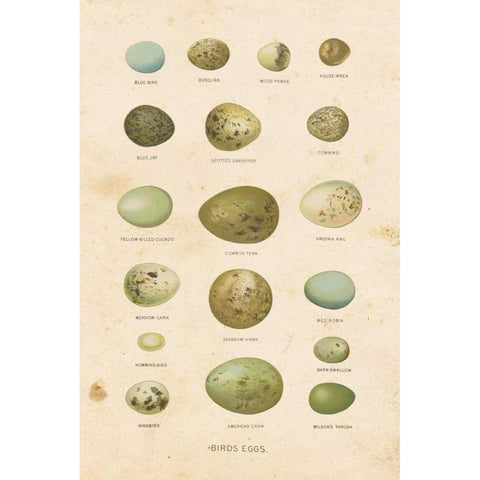 Birds Eggs I Gold Ornate Wood Framed Art Print with Double Matting by Babbitt, Gwendolyn