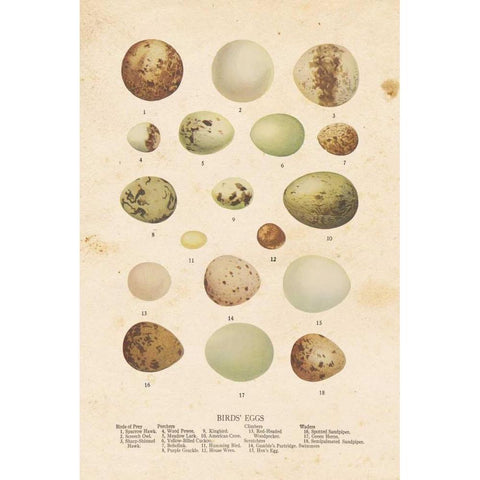 Birds Eggs II White Modern Wood Framed Art Print by Babbitt, Gwendolyn