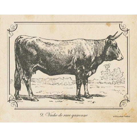 Farm Bull I White Modern Wood Framed Art Print by Babbitt, Gwendolyn