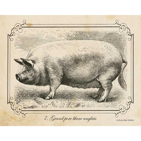 Farm Pig II Black Modern Wood Framed Art Print with Double Matting by Babbitt, Gwendolyn