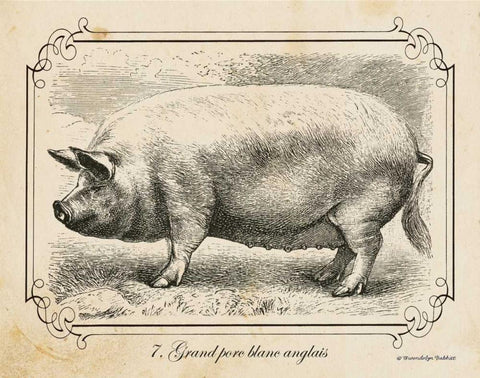 Farm Pig II Black Ornate Wood Framed Art Print with Double Matting by Babbitt, Gwendolyn