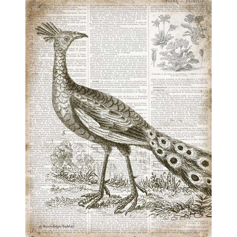 Vintage Bird I Black Modern Wood Framed Art Print with Double Matting by Babbitt, Gwendolyn