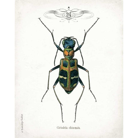 Beetle I Gold Ornate Wood Framed Art Print with Double Matting by Babbitt, Gwendolyn