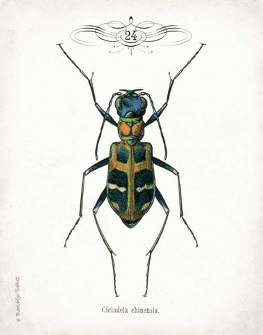 Beetle I Black Ornate Wood Framed Art Print with Double Matting by Babbitt, Gwendolyn