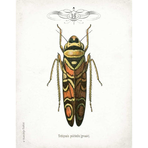 Beetle III Gold Ornate Wood Framed Art Print with Double Matting by Babbitt, Gwendolyn