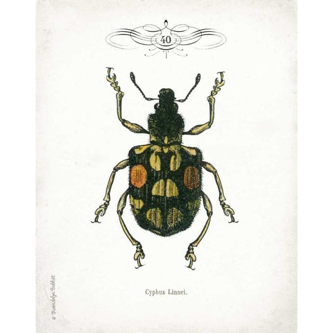 Beetle IV White Modern Wood Framed Art Print by Babbitt, Gwendolyn