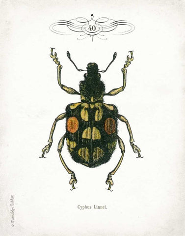 Beetle IV Black Ornate Wood Framed Art Print with Double Matting by Babbitt, Gwendolyn