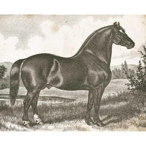 Horse Etching I Gold Ornate Wood Framed Art Print with Double Matting by Babbitt, Gwendolyn