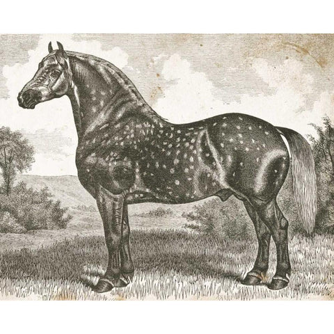 Horse Etching II Gold Ornate Wood Framed Art Print with Double Matting by Babbitt, Gwendolyn