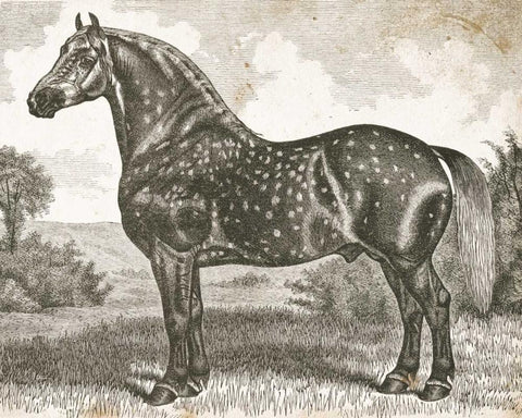 Horse Etching II Black Ornate Wood Framed Art Print with Double Matting by Babbitt, Gwendolyn