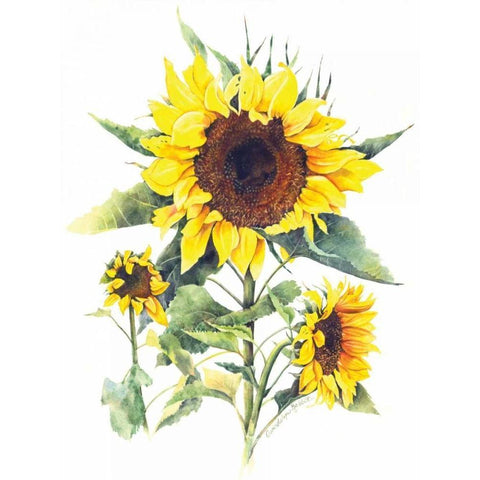 Sunflowers White Modern Wood Framed Art Print by Babbitt, Gwendolyn