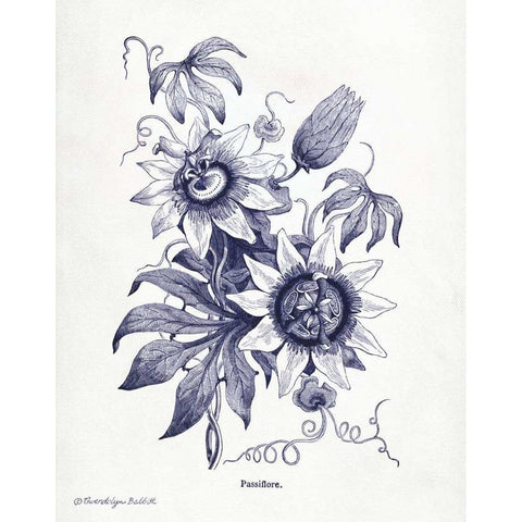 Indigo Botanical I Black Modern Wood Framed Art Print with Double Matting by Babbitt, Gwendolyn