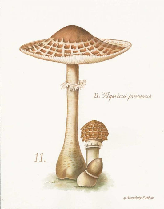 Image Only