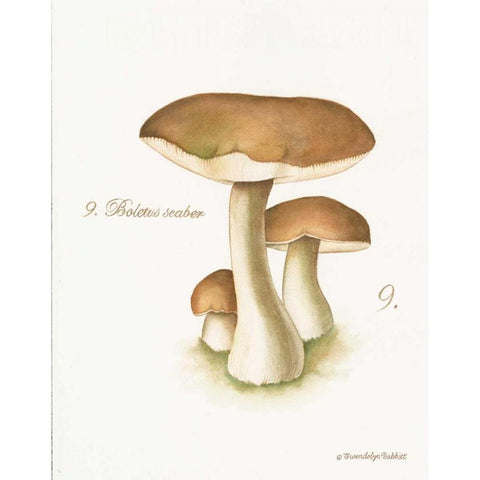 Mushroom II White Modern Wood Framed Art Print by Babbitt, Gwendolyn