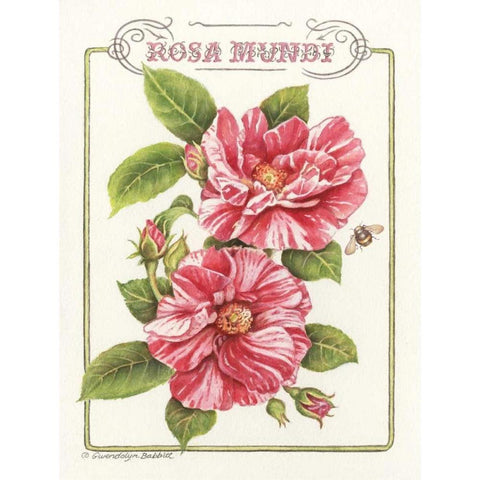 Rosa Mundi White Modern Wood Framed Art Print by Babbitt, Gwendolyn