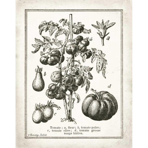 French Tomatoes White Modern Wood Framed Art Print by Babbitt, Gwendolyn