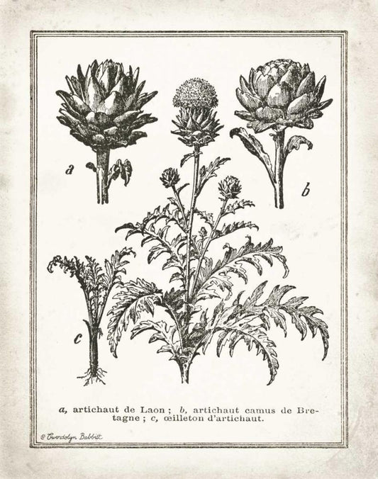 Image Only