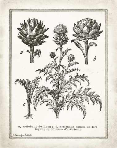 French Artichokes Black Ornate Wood Framed Art Print with Double Matting by Babbitt, Gwendolyn