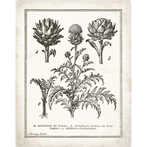 French Artichokes Black Modern Wood Framed Art Print with Double Matting by Babbitt, Gwendolyn