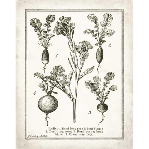 French Radishes Black Modern Wood Framed Art Print with Double Matting by Babbitt, Gwendolyn