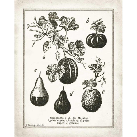 French Gourds Black Modern Wood Framed Art Print with Double Matting by Babbitt, Gwendolyn