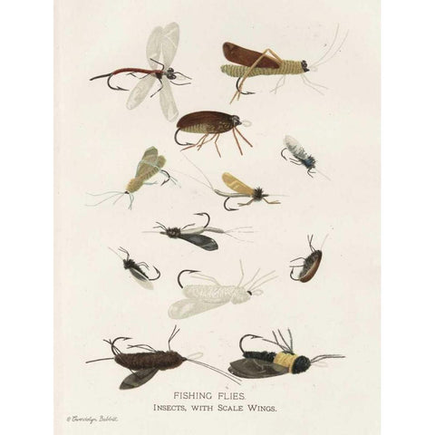 Fishing Flies I White Modern Wood Framed Art Print by Babbitt, Gwendolyn