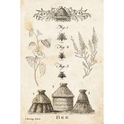 Bee Chart II Gold Ornate Wood Framed Art Print with Double Matting by Babbitt, Gwendolyn