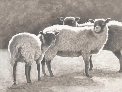 Three Heirloom Sheep White Modern Wood Framed Art Print with Double Matting by Babbitt, Gwendolyn