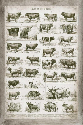 French Cow Chart White Modern Wood Framed Art Print with Double Matting by Babbitt, Gwendolyn