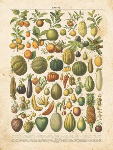 French Fruit Chart Black Ornate Wood Framed Art Print with Double Matting by Babbitt, Gwendolyn