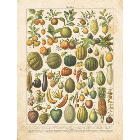 French Fruit Chart White Modern Wood Framed Art Print by Babbitt, Gwendolyn