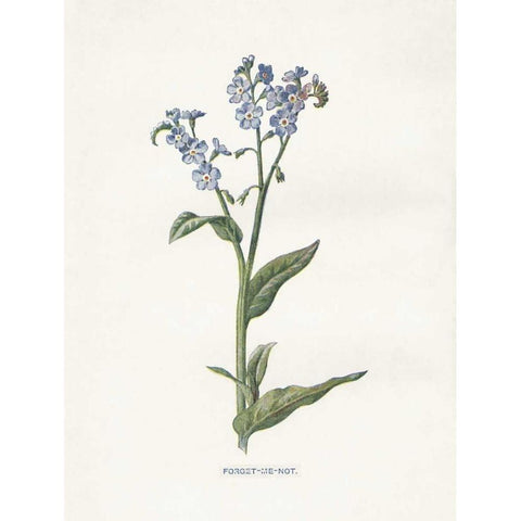 Forget me Not White Modern Wood Framed Art Print by Babbitt, Gwendolyn