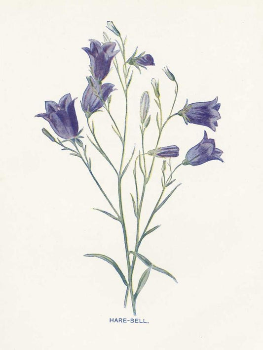 Image Only
