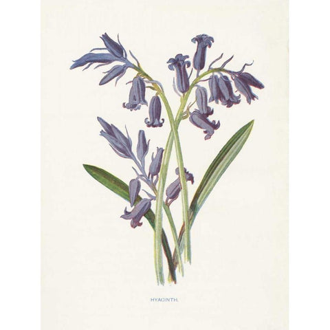 Hyacinth White Modern Wood Framed Art Print by Babbitt, Gwendolyn