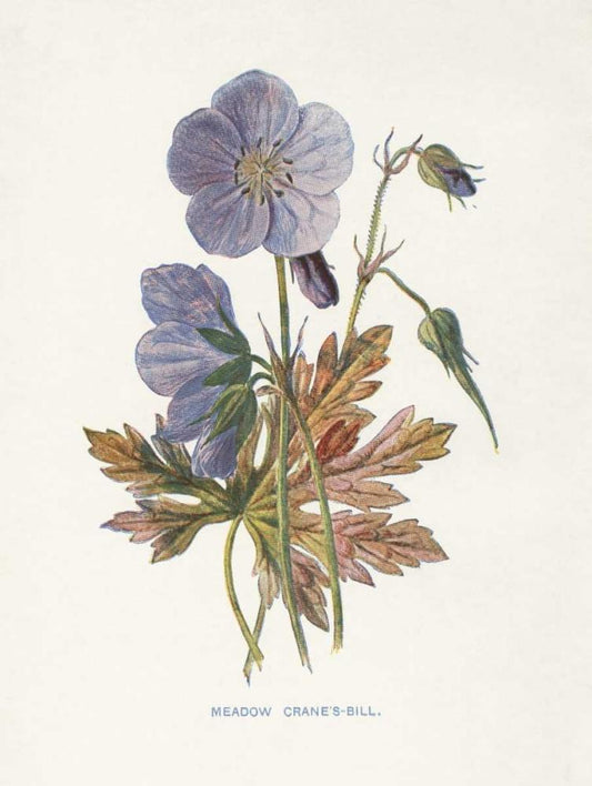 Image Only