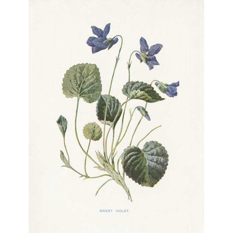 Sweet Violets Gold Ornate Wood Framed Art Print with Double Matting by Babbitt, Gwendolyn