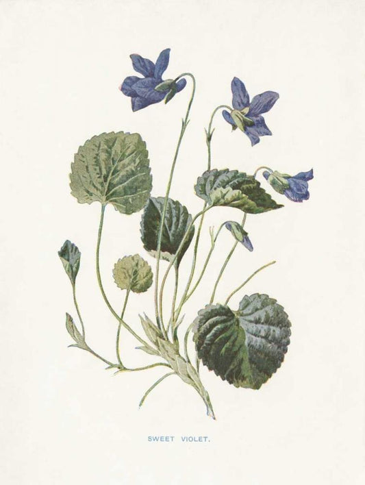 Image Only