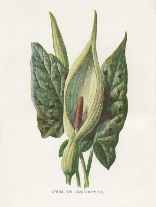 Image Only