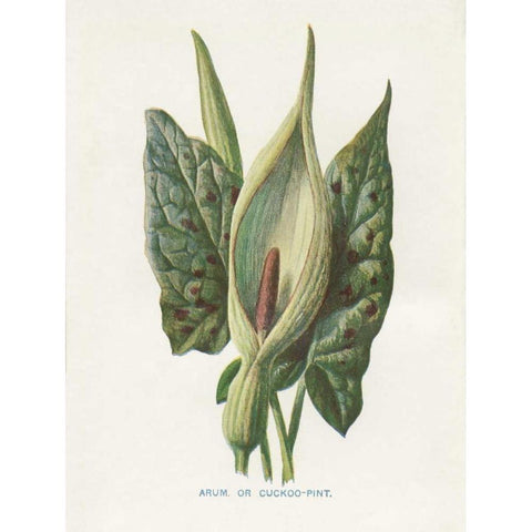 Green Arum White Modern Wood Framed Art Print by Babbitt, Gwendolyn