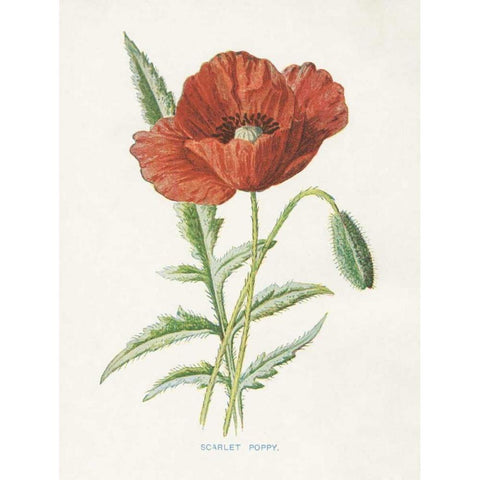 Scarlet Poppy Gold Ornate Wood Framed Art Print with Double Matting by Babbitt, Gwendolyn