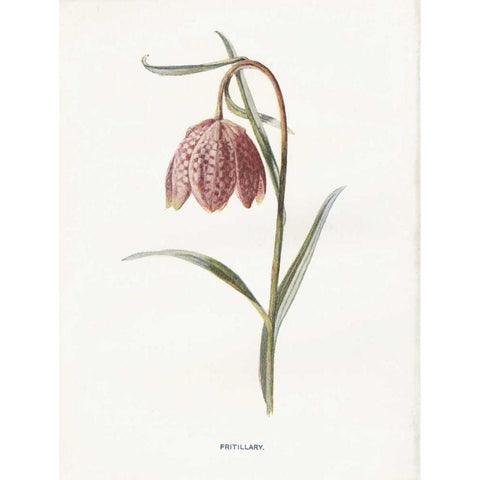 Fritillary Black Modern Wood Framed Art Print by Babbitt, Gwendolyn