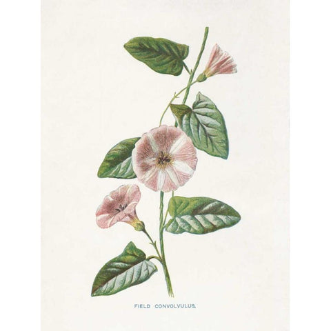 Field Convolvulus Gold Ornate Wood Framed Art Print with Double Matting by Babbitt, Gwendolyn