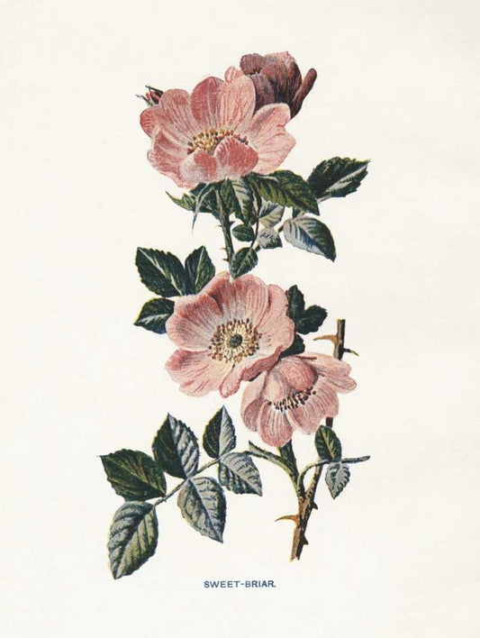 Image Only