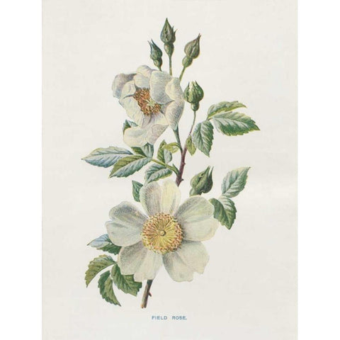 Field Rose White Modern Wood Framed Art Print by Babbitt, Gwendolyn