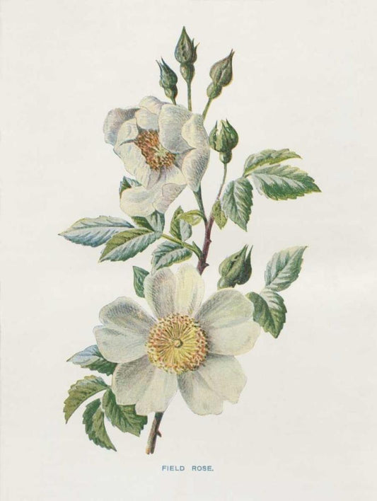 Image Only