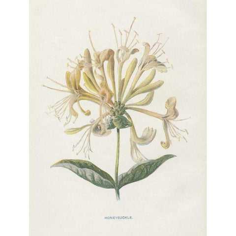 Honeysuckle Gold Ornate Wood Framed Art Print with Double Matting by Babbitt, Gwendolyn