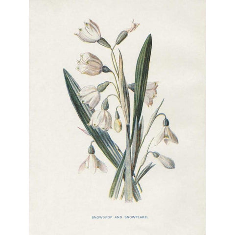 Snowdrop and Snowflake Gold Ornate Wood Framed Art Print with Double Matting by Babbitt, Gwendolyn