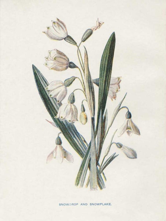 Image Only
