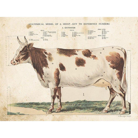 Anatomical Model Cow White Modern Wood Framed Art Print by Babbitt, Gwendolyn