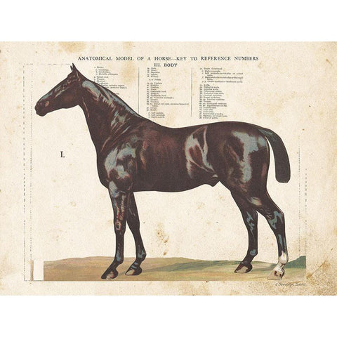 Anatomical Model Horse Gold Ornate Wood Framed Art Print with Double Matting by Babbitt, Gwendolyn